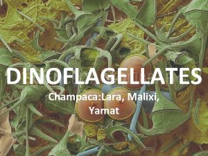 DINOFLAGELLATES Champaca Lara Malixi Yamat Characteristics of phylum