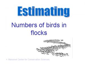 Numbers of birds in flocks Manomet Center for