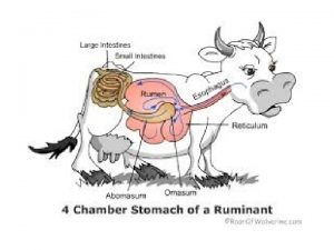 Cranial fermenters