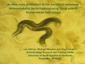 Are nematodes hermaphroditic