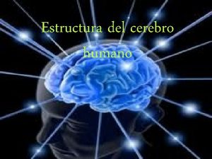 Estructura del cerebro humano El cerebro Antes de