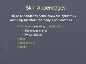 Skin Appendages These appendages come from the epidermis
