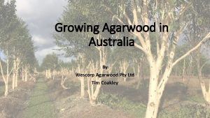 Agarwood australia