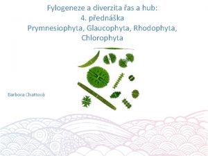 Fylogeneze a diverzita as a hub 4 pednka