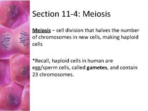 Section 11-4 meiosis