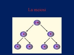 La meiosi Le fasi della meiosi Il crossover