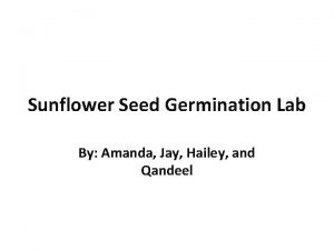 Sunflower Seed Germination Lab By Amanda Jay Hailey