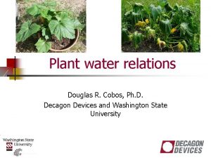 Plant water relations Douglas R Cobos Ph D