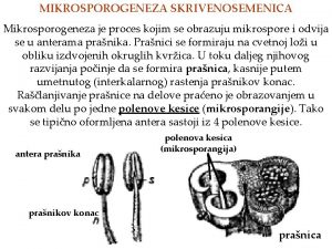 Mikrosporogeneza