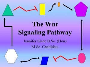 The Wnt Signaling Pathway Jennifer Slade B Sc