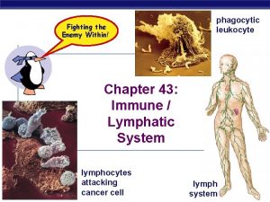 Fighting the Enemy Within phagocytic leukocyte Chapter 43