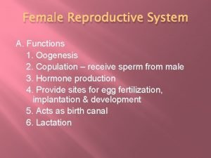 Female Reproductive System A Functions 1 Oogenesis 2