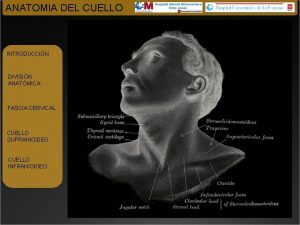 Espacios del cuello suprahioideo Espacios del cuello suprahioideo