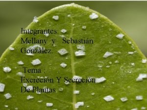 Integrantes Mellany y Sebastin Gonzlez Tema Excrecin Y