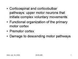 Corticospinal and corticobulbar pathways upper motor neurons that