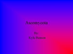 Ascomycota By Kyle Benson Fungi Most are heterotrophic