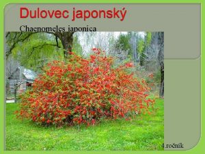 Chaenomeles japonica 4 ronk Dulovec japonsk vskyt rod