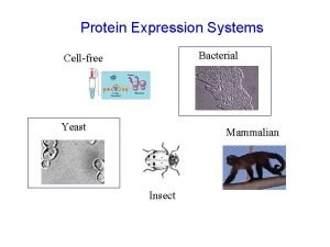 Protein Expression Systems Bacterial Cellfree Yeast Mammalian Insect