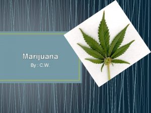 Lungs marijuana