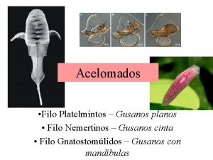 Nemertinos caracteristicas