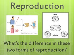 What is reproduction
