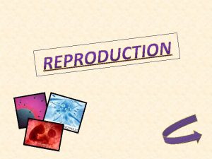 In asexual reproduction one individual produces offspring that