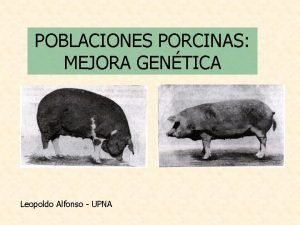 POBLACIONES PORCINAS MEJORA GENTICA Leopoldo Alfonso UPNA 1