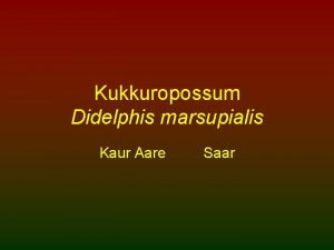 Kukkuropossum Didelphis marsupialis Kaur Aare Saar Vlimus Opossum