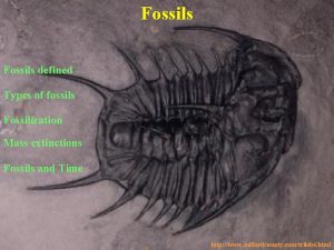 Fossils defined Types of fossils Fossilization Mass extinctions