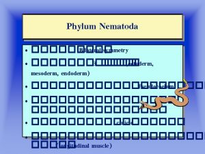 Phylum Nematoda Class Aphasmidea Trichuris sp Capillaria sp