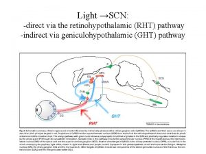 Retinohypothalamic tract