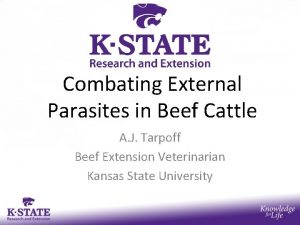 Combating External Parasites in Beef Cattle A J