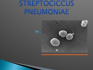 De dónde viene la bacteria streptococcus pneumoniae