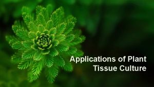 Purpose of plant tissue culture