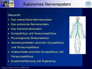 Autonomes Nervensystem bersicht Das menschliche Nervensystem Das autonome