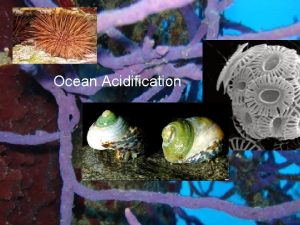 Ocean Acidification Todays Talk on Ocean Acidification The