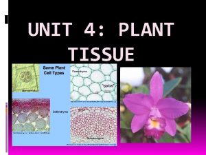 UNIT 4 PLANT TISSUE MERISTEMATIC TISSUE A flowering