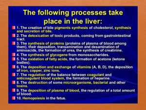 Function of liver physiology
