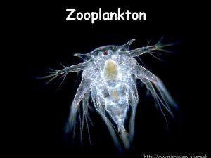 Meroplankton