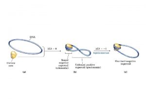 Cromosoma umano parzialmente srotolato Costituenti del cromosoma TELOMERO