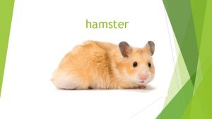 Hamster klappertanden