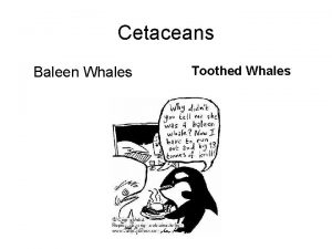 Cetaceans Baleen Whales Toothed Whales Baleen Whales Blue