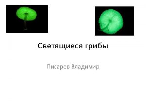 Bioluminescent fungi emit a greenish light with a