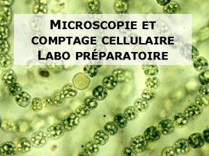 MICROSCOPIE ET COMPTAGE CELLULAIRE LABO PRPARATOIRE QUOI SERT