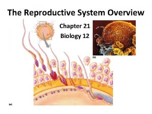 The ovarian cycle