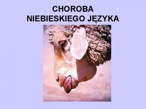 CHOROBA NIEBIESKIEGO JZYKA ETIOLOGIA czynnik etiologiczny wirus RNA