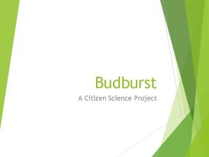 Budburst A Citizen Science Project What is Citizen