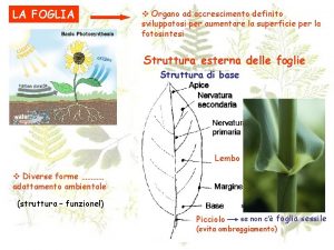 LA FOGLIA v Organo ad accrescimento definito sviluppatosi