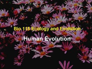 Bio 115 Ecology and Evolution Human Evolution Haploid