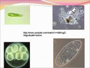 Euglena eat